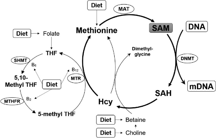 Diagram of the methylation cycle showing how B12 and folate interact to support cellular function